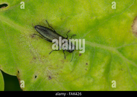 Jewel beetle, Buprestid, Prachtkäfer an Eiche, Agrilus spec. Stock Photo