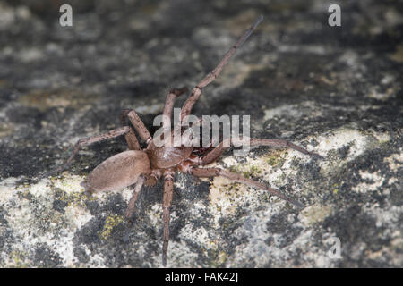 Ground spider, Hunting spider, Plattbauchspinne, Plattbauch-Spinne, Glattbauchspinne, Drassodes sp., Gnaphosidae Stock Photo