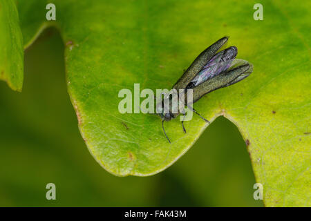 Jewel beetle, Buprestid, Prachtkäfer an Eiche, Agrilus spec. Stock Photo