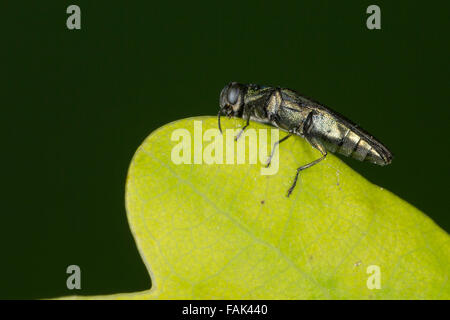 Jewel beetle, Buprestid, Prachtkäfer an Eiche, Agrilus spec. Stock Photo