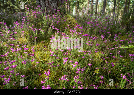 Bell Heather   ( Erica cinerea) in Scottish Forest. Stock Photo