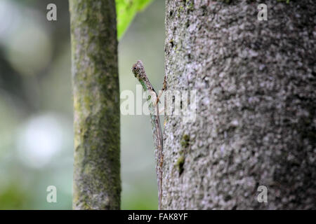 Black bearded flying lizard clinging to tree in Sabah Borneo Stock Photo