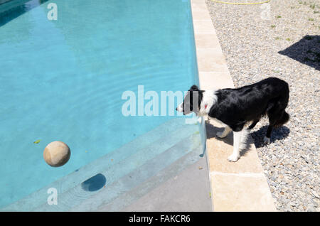 Curious Border Collie or Sheep Dog Watches a Ball in Swimming Pool Stock Photo