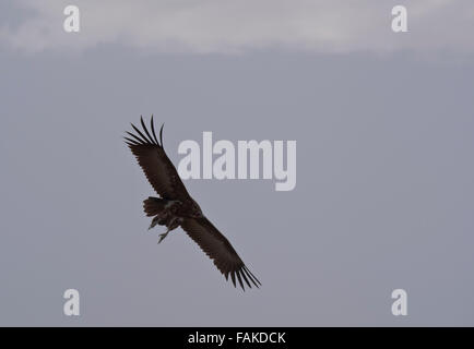 A Hood Vulture coming into land Stock Photo