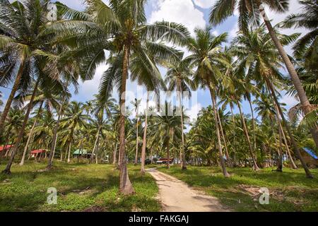 branches of coconut palms under blue sky Stock Photo