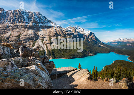 Dog looking over Vibrant Blue Peyto Lake from Bow summit Banff National Park, Alberta Canada Stock Photo