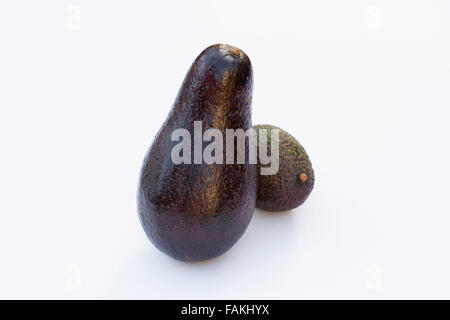 Persea Americana. Giant Avocado next to a smaller Hass avocado. Stock Photo