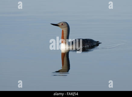 Red-throated Loon Stock Photo
