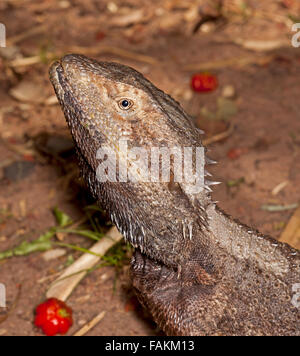 Close-up of face and head of Australian bearded dragon lizard, Pogona barbata, in the wild in a garden Stock Photo