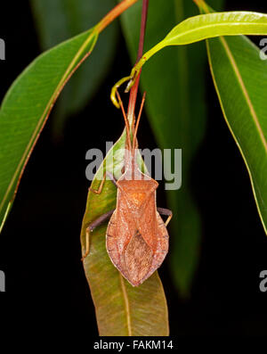 Australian brown eucalyptus tip / gum tree / tip wilter / coreid bug Amorbus rhombifer on green leaf against black background Stock Photo