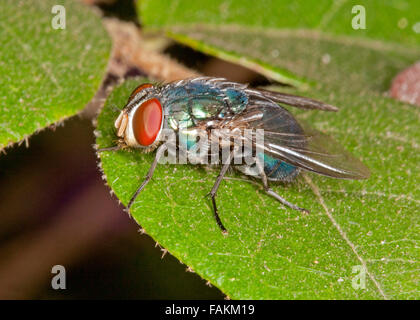 Close-up of blow fly, Neomyia species with huge brown eyes, blue / green body and wings on emerald green leaf Stock Photo