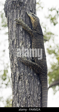 Goanna lace monitor, Varanus varius, large Australian lizard clinging onto tree trunk with huge claws, in the wild Stock Photo