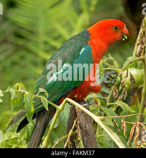 Spectacular vivid red and green male king parrot Alisterus scapularis on post eating green tomato in home garden in Australia Stock Photo