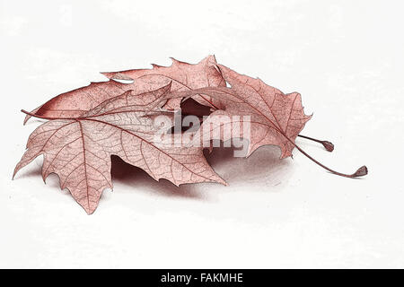 Dried autumn leaves on white background Stock Photo