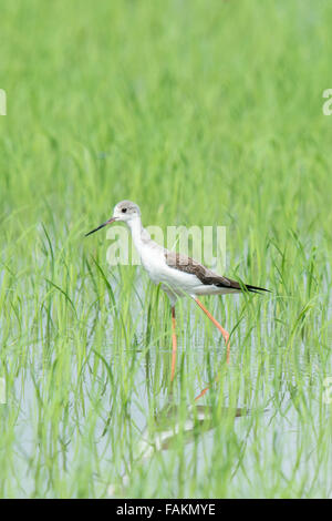 The black-winged stilt, common stilt, or pied stilt (Himantopus himantopus) is a widely distributed very long-legged wader Stock Photo