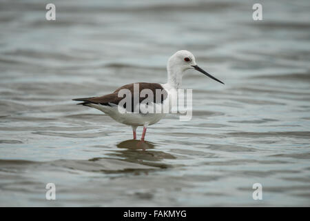 The black-winged stilt, common stilt, or pied stilt (Himantopus himantopus) is a widely distributed very long-legged wader in th Stock Photo