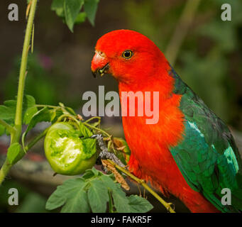 Spectacular vivid red and green male king parrot Alisterus scapularis eating green tomato in home garden in Australia Stock Photo