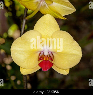 Spectacular yellow flower with red throat of Phalaenopsis moth orchid on dark background Stock Photo