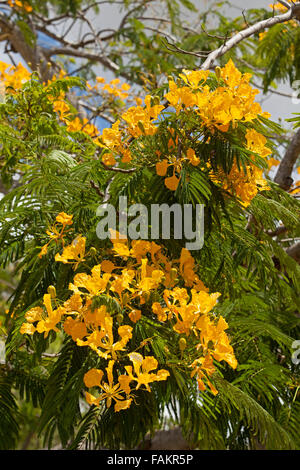Clusters of vivid yellow flowers & green leaves of poinciana tree, Delonix regia var. flavida, rare variety of tropical tree in Australian garden Stock Photo