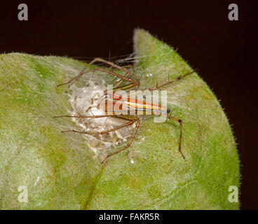 Chestnut brown lynx spider, Oxyopes species, with spiny legs spread over white egg sac on green leaf against dark background in Australian garden Stock Photo