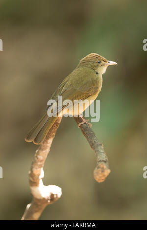 Grey-eyed Bulbul (Iole propinqua) in Kaeng Krachan National Park, Thailand. Stock Photo