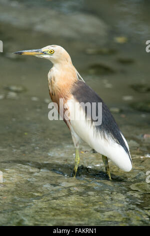 The Javan pond heron (Ardeola speciosa) is a wading bird of the heron family, found in shallow fresh and salt-water wetlands in Stock Photo