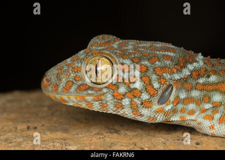 The tokay gecko (Gekko gecko) is a nocturnal arboreal gecko. Kaeng Krachan National Park, Thailand. Stock Photo