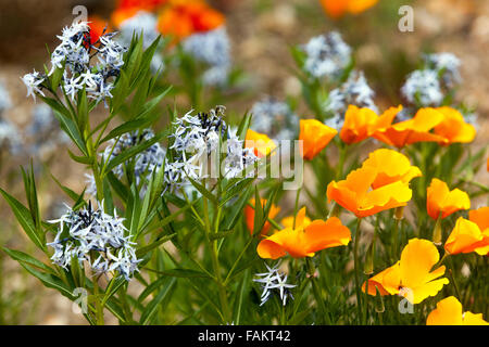 Threadleaf blue star, Amsonia hubrichtii, and Californian Poppies, Eschscholzia californica, Stock Photo