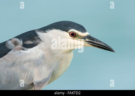The black-crowned night heron (Nycticorax nycticorax), commonly abbreviated to just night heron in Eurasia, is a medium-sized he Stock Photo