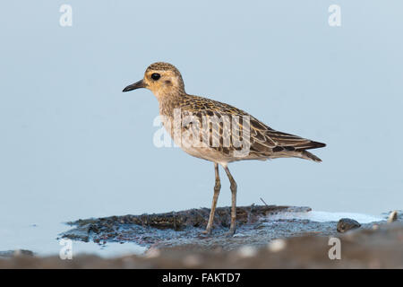 The Pacific golden plover (Pluvialis fulva) is a medium-sized plover. Stock Photo