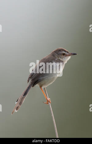 The plain prinia, or the plain, or white-browed wren-warbler (Prinia inornata) is a small warbler in the Cisticolidae family. Stock Photo