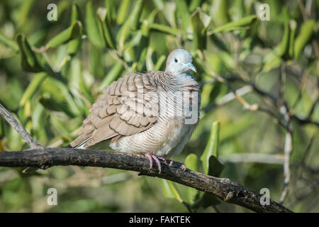The zebra dove (Geopelia striata) also known as barred ground dove, is a bird of the dove family Columbidae, Stock Photo
