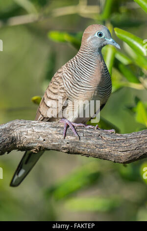 The zebra dove (Geopelia striata) also known as barred ground dove, is a bird of the dove family Columbidae, native to Southeast Stock Photo