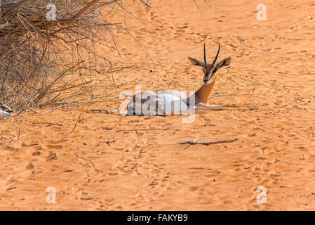 Sand Gazelle at Al Maha Desert Resort, UAE Stock Photo - Alamy