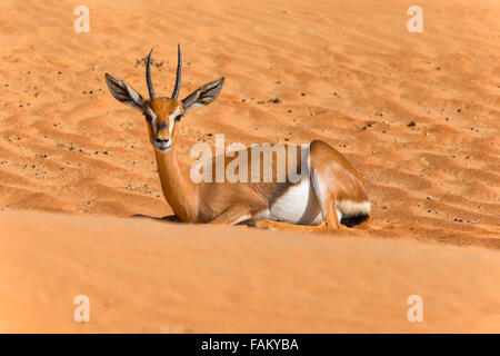 Sand Gazelle at Al Maha Desert Resort, UAE Stock Photo - Alamy
