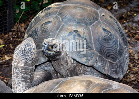 Gainesville Florida,Santa Fe College Teaching Zoo,Galapagos tortoise,Chelonoidis nigra,visitors travel traveling tour tourist tourism landmark landmar Stock Photo