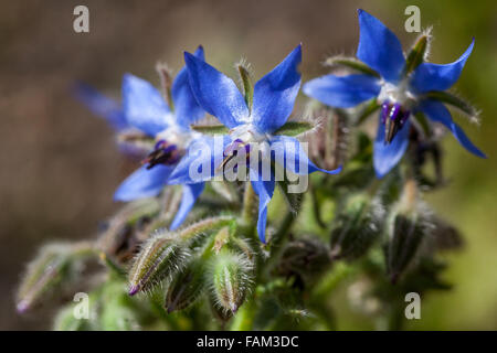 Borage, Borago officinalis Stock Photo