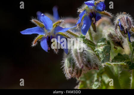 Borage, Borago officinalis Stock Photo