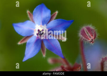 Borage, Borago officinalis Stock Photo