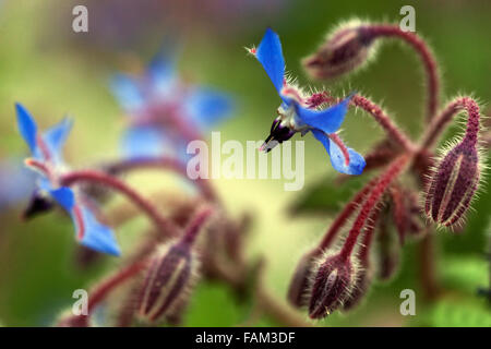 Borage, Borago officinalis Stock Photo