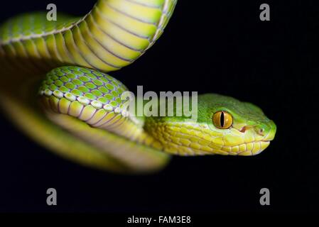 White lipped tree viper (Trimeresurus albolabris) coiled Stock Photo