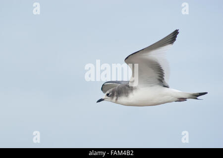Juvenile Sabine's Gull, Xema sabini in flight Stock Photo