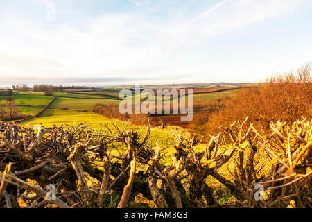 Lincolnshire Wolds farm land farms fields crops freshly cut hedges hedges UK England Stock Photo