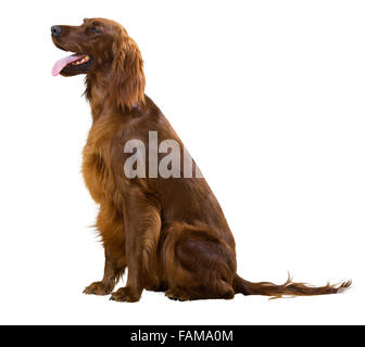 Sitting Irish Setter, isolated over white Stock Photo