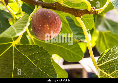 Dripping ripe fig on the tree, soft focus Stock Photo