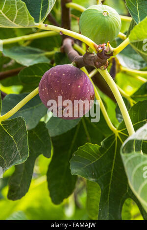 Two dripping ripe fig on the tree, vertical Stock Photo