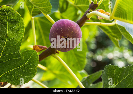Dripping ripe fig on the tree, close up Stock Photo