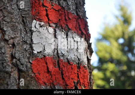 red white red painted on tree Stock Photo