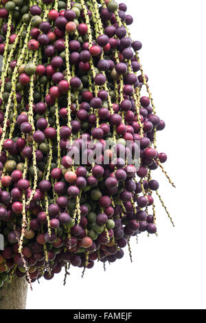 Red palm fruit on its tree in isolated white background Stock Photo