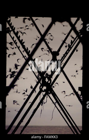 Aberystwyth, UK. 1st Jan, 2016. A flock of Starlings roosting under the pier at Aberystwyth, Ceredigion for the first time in 2016, West Wales, UK Credit:  Elgan Griffiths/Alamy Live News Stock Photo